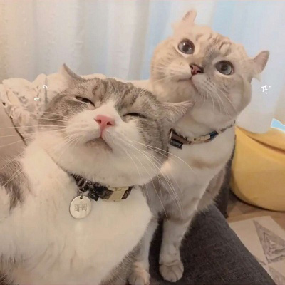可爱猫咪头像