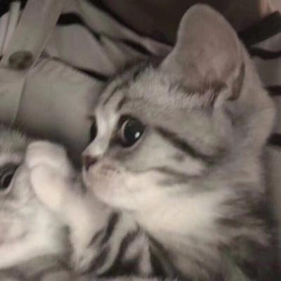 可爱猫咪头像