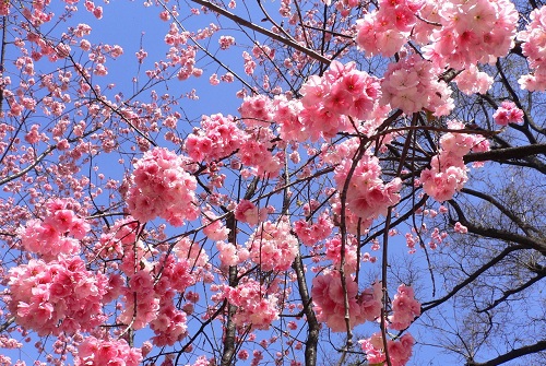 好看的春天花开风景图片