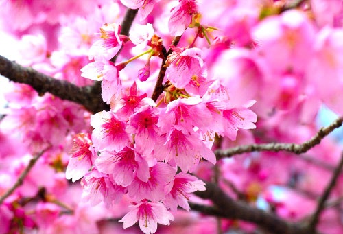 好看的春天花开风景图片