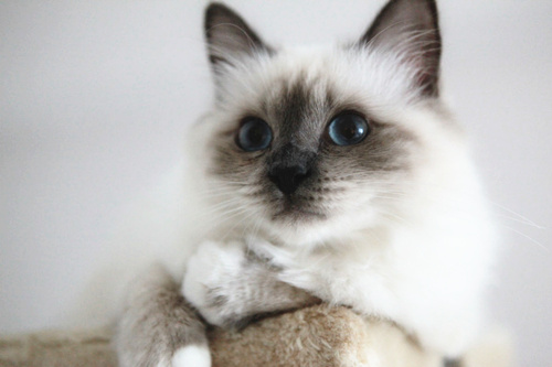 可爱的伯曼猫咪图片
