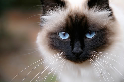 可爱的伯曼猫咪图片