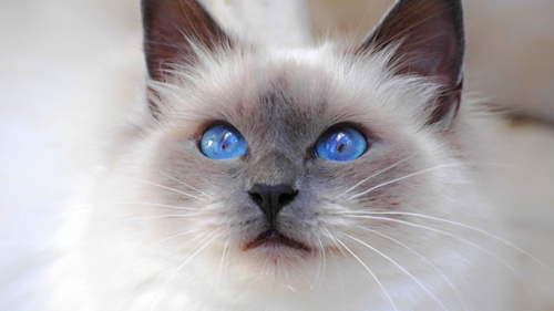 可爱的伯曼猫咪图片