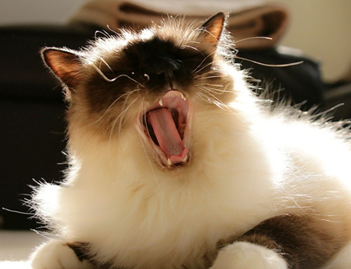 可爱的伯曼猫咪图片
