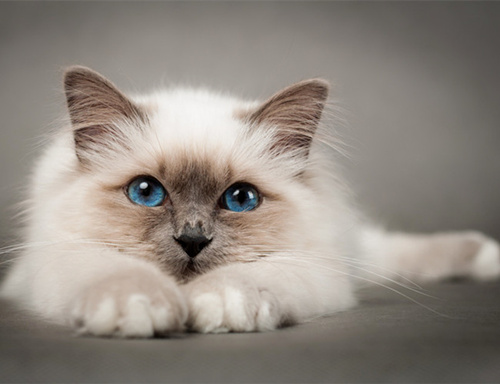 可爱的伯曼猫咪图片