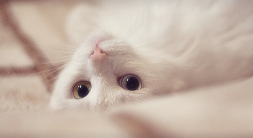 可爱小猫咪唯美意境图片