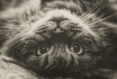 可爱小猫咪唯美意境图片