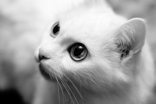 可爱小猫咪唯美意境图片