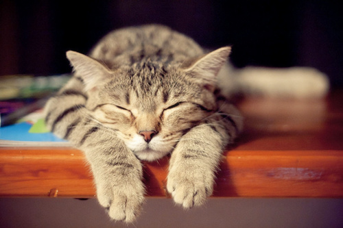 可爱小猫咪唯美意境图片