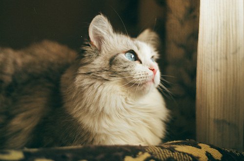 好看的猫咪唯美图片