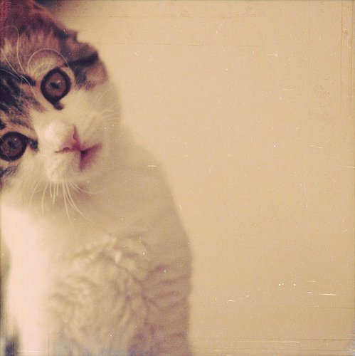 好看的猫咪唯美图片