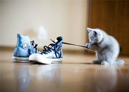 猫咪与人的温暖治愈图片