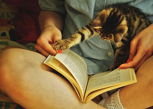 猫咪与人的温暖互动图片