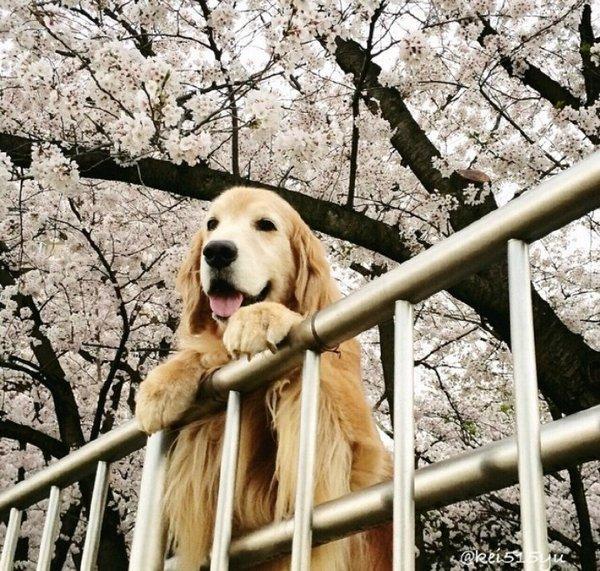爱心狗狗可爱美图唯美大全