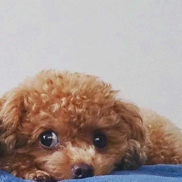 爱心狗狗可爱美图唯美大全