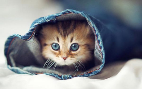 萌翻了可爱小猫咪图片大全