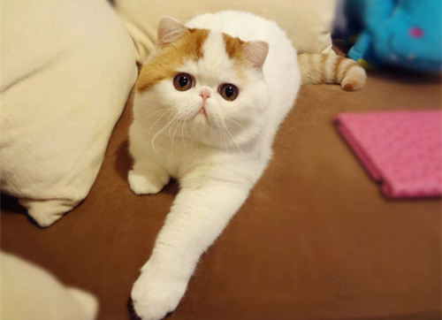 加菲猫红小胖可爱小猫咪萌照