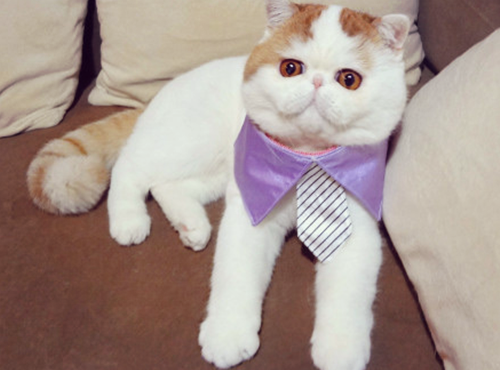 加菲猫红小胖可爱小猫咪萌照