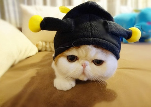 加菲猫红小胖可爱小猫咪萌照