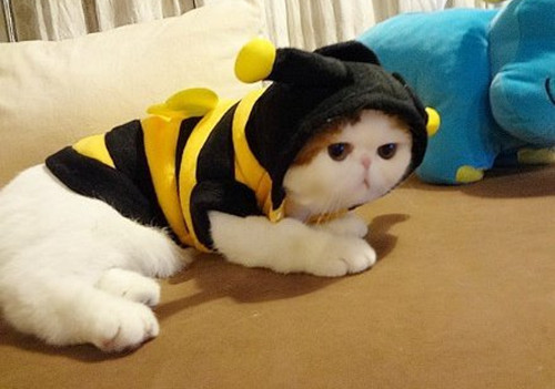 加菲猫红小胖可爱小猫咪萌照