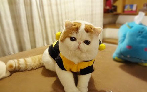 加菲猫红小胖可爱小猫咪萌照