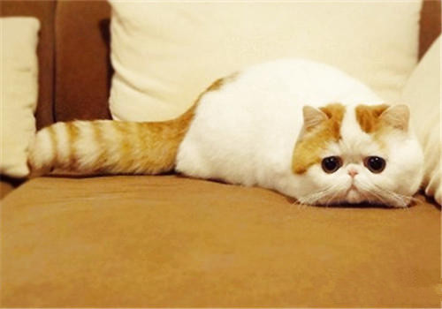 加菲猫红小胖可爱小猫咪萌照