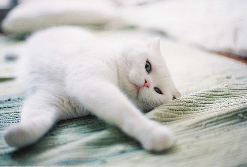 可爱萌萌的宠物猫咪图片