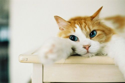 可爱萌萌的宠物猫咪图片