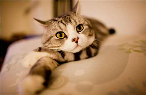 可爱萌萌的宠物猫咪图片