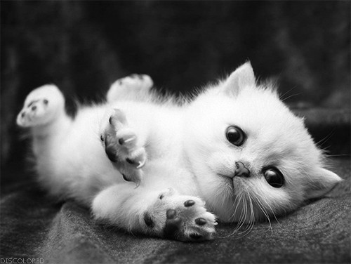 萌宠可爱小猫咪图片