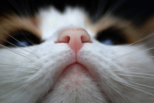 萌宠可爱小猫咪图片