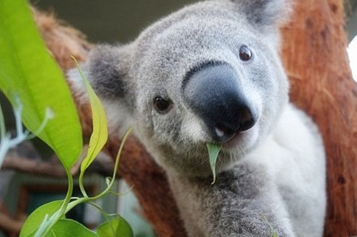 可爱的呆萌考拉图片