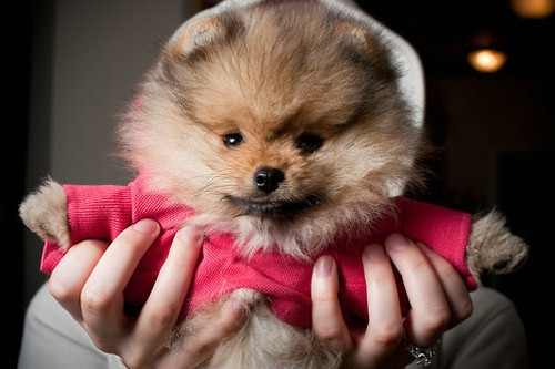 可爱萌货小动物图片