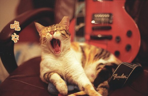 超萌猫咪小动物晚安表情