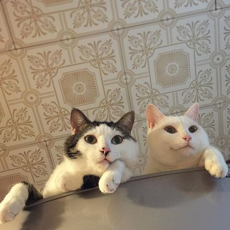 搞笑表情的可爱猫咪图片