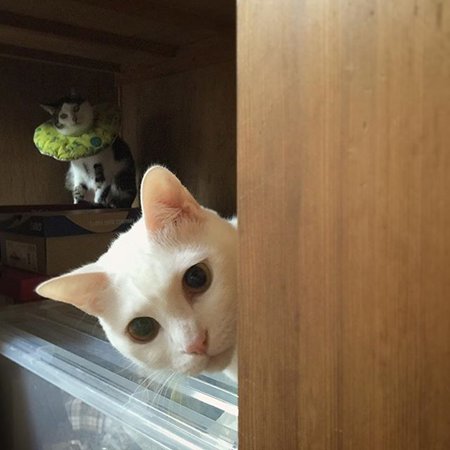 搞笑表情的可爱猫咪图片