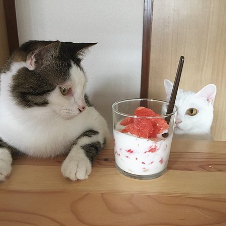 搞笑表情的可爱猫咪图片