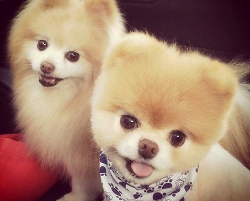 超可爱的小狗狗图片