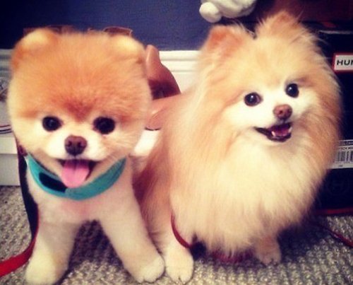 超可爱的小狗狗图片