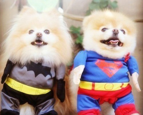 超可爱的小狗狗图片