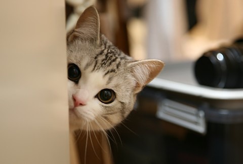 可爱呆萌小猫咪图片
