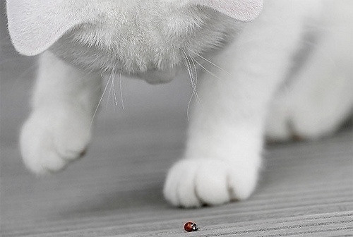 可爱呆萌小猫咪图片