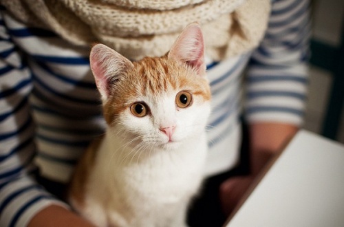 猫咪，人类的好朋友