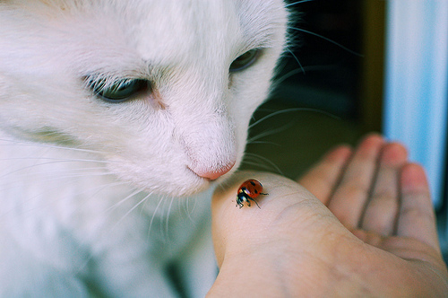 萌物猫咪可爱图片大全