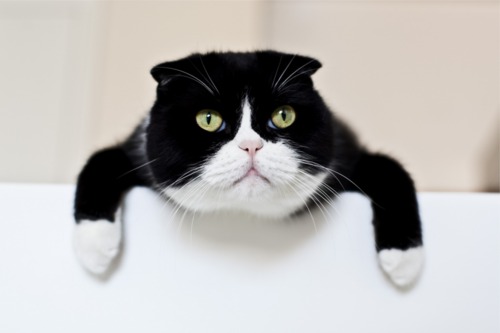 萌物猫咪可爱图片大全