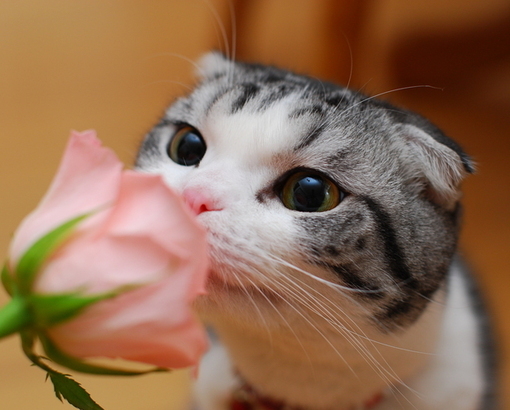 萌物猫咪可爱图片大全