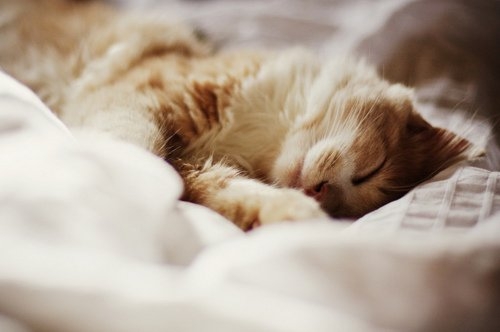 萌猫咪可爱睡姿大比拼