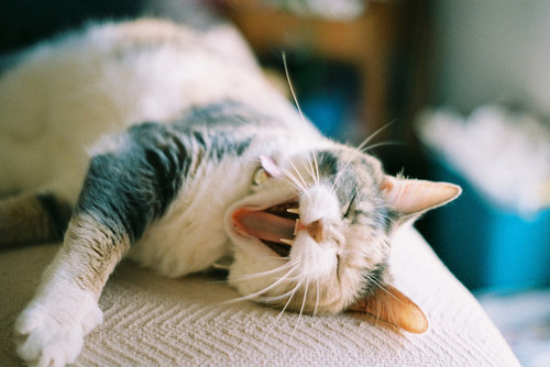 萌猫咪可爱睡姿大比拼