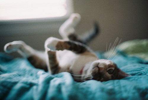 萌猫咪可爱睡姿大比拼