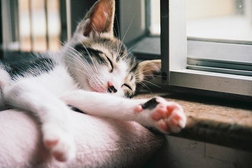 可爱的猫咪图片